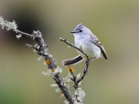 FL6A7019White-crested_Tyeannulet