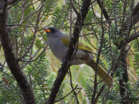 FL6A7101Great_Pampa-Finch