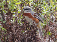 FL6A7159Bay-chested_Warbling_Finch