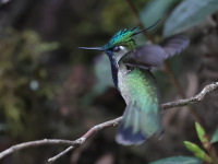 FL6A7327Green-crowned_Plovercrest
