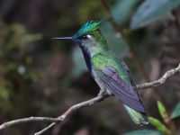 FL6A7328Green-crowned_Plovercrest