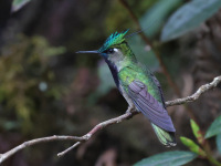 FL6A7331Green-crowned_Plovercrest