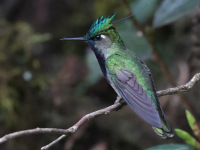 FL6A7334Green-crowned_Plovercrest