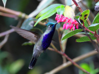FL6A7352Green-crowned_Plovercrest