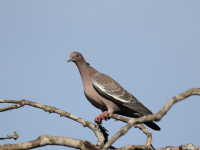 FL6A7481Picazuro_Pigeon