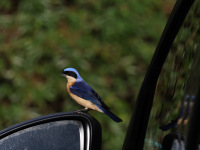 FL6A7516Fawn-breasted_Tanager
