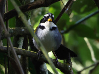 FL6A7546Half-collared_Sparrow