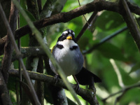 FL6A7547Half-collared_Sparrow