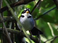 FL6A7549Half-collared_Sparrow