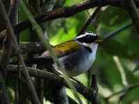 FL6A7560Half-collared_Sparrow