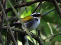 FL6A7564Half-collared_Sparrow
