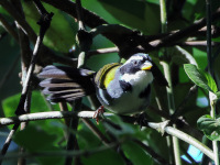 FL6A7584Half-collared_Sparrow