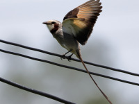 FL6A7749Streamer-tailed_Tyrant