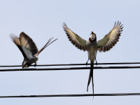 FL6A7845Streamer-tailed_Tyrant