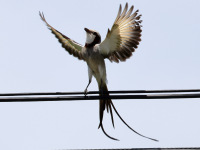 FL6A7881Streamer-tailed_Tyrant