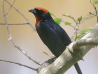 FL6A7980Chestnut-capped_Blackbird