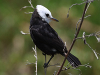 FL6A8307White-headed_Marsh_Tyrant