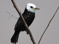 FL6A8411White-headed_Marsh_Tyrant