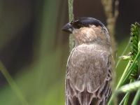 FL6A8454Copper_Seedeater