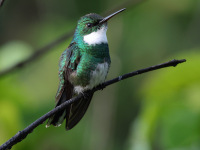 FL6A9132White-throated_Hummingbird
