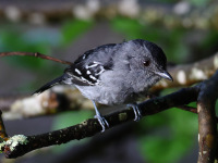 FL6A9153Variable_Antshrike