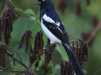 FL6A9326Magpie_Tanager