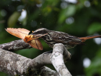 FL6A9466Streaked_Flycatcher