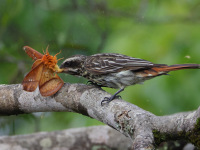 FL6A9486Streaked_Flycatcher