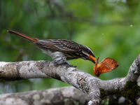 FL6A9491Streaked_Flycatcher