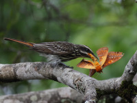 FL6A9495Streaked_Flycatcher