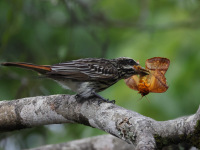 FL6A9506Streaked_Flycatcher