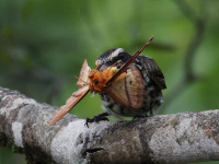 FL6A9525Streaked_Flycatcher
