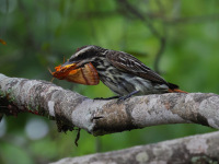 FL6A9528Streaked_Flycatcher