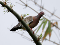 FL6A9603Picazuro_Pigeon