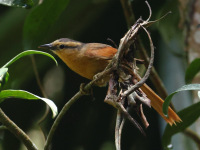 FL6A9698Buff-fronted_Foliage-gleaner