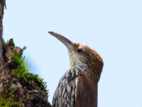 FL6A9933Scaled_Woodcreeper