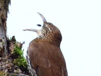 FL6A9969Scaled_Woodcreeper