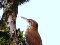FL6A9971Scaled_Woodcreeper