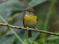 FL6A7168Lemon-chested_Greenlet