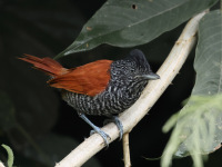 FL6A7350Chestnut-backed_Antshrike