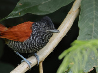 FL6A7353Chestnut-backed_Antshrike