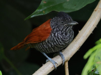 FL6A7397Chestnut-backed_Antshrike