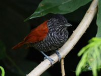 FL6A7404Chestnut-backed_Antshrike