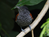 FL6A7412Chestnut-backed_Antshrike