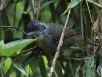 FL6A7511Spot-breasted_Antvireo