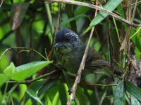 FL6A7522Spot-breasted_Antvireo