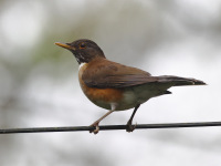FL6A7613White-necked_Thrush
