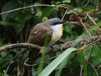 FL6A7774Dark-billed_Cuckoo