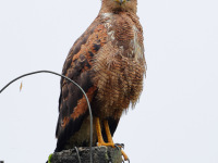 FL6A7857Savanna_Hawk