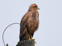 FL6A7882Savanna_Hawk